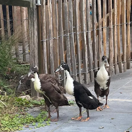 Vakantiehuis Klaartje Kip voor 4 personen, landelijk gelegen!-3